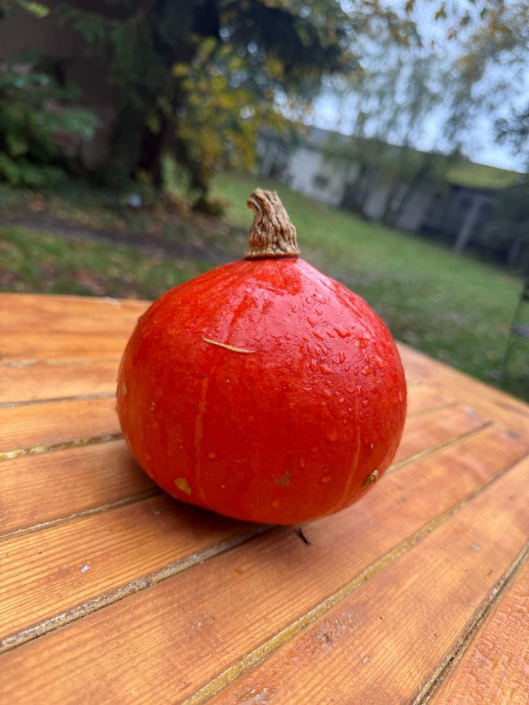 Pomarańczowa dynia z kroplami deszczu na drewnianym stole w ogrodzie siedliska