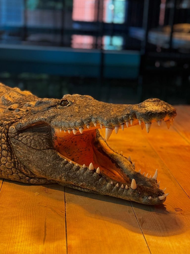 Aligator w Zoo Borysew